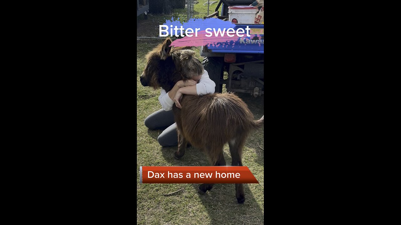 Dax, the micro donkey, has a new forever home. Good bye little buddy.