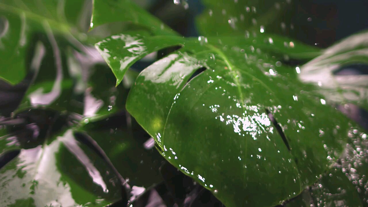 Slow Motion Water Splash on Leaves