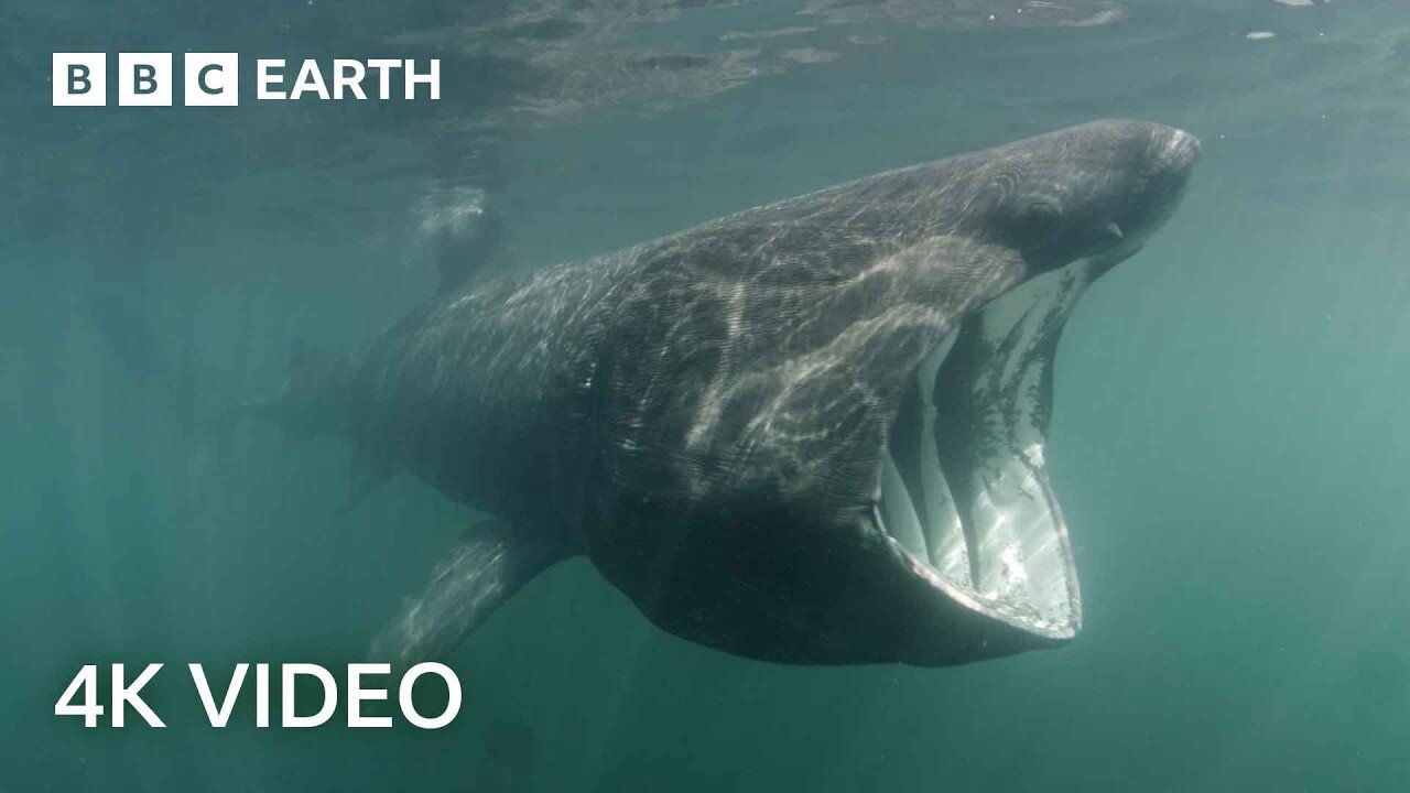 Where do These Mysterious Ocean Giants Disappear to