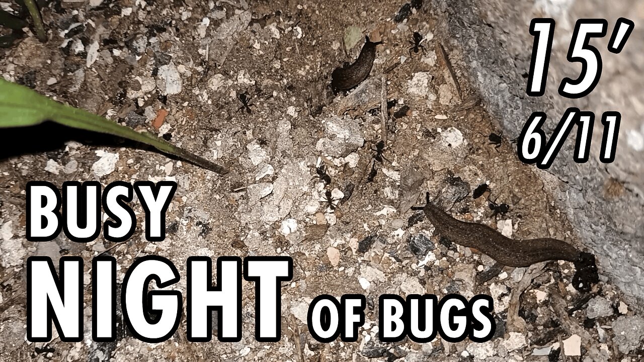 ASMR | Just as I like it. One night with lots of bugs here and there - 15' 6/11