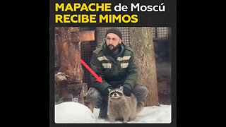 El mapache del zoológico siendo consentido