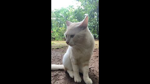 roky cat