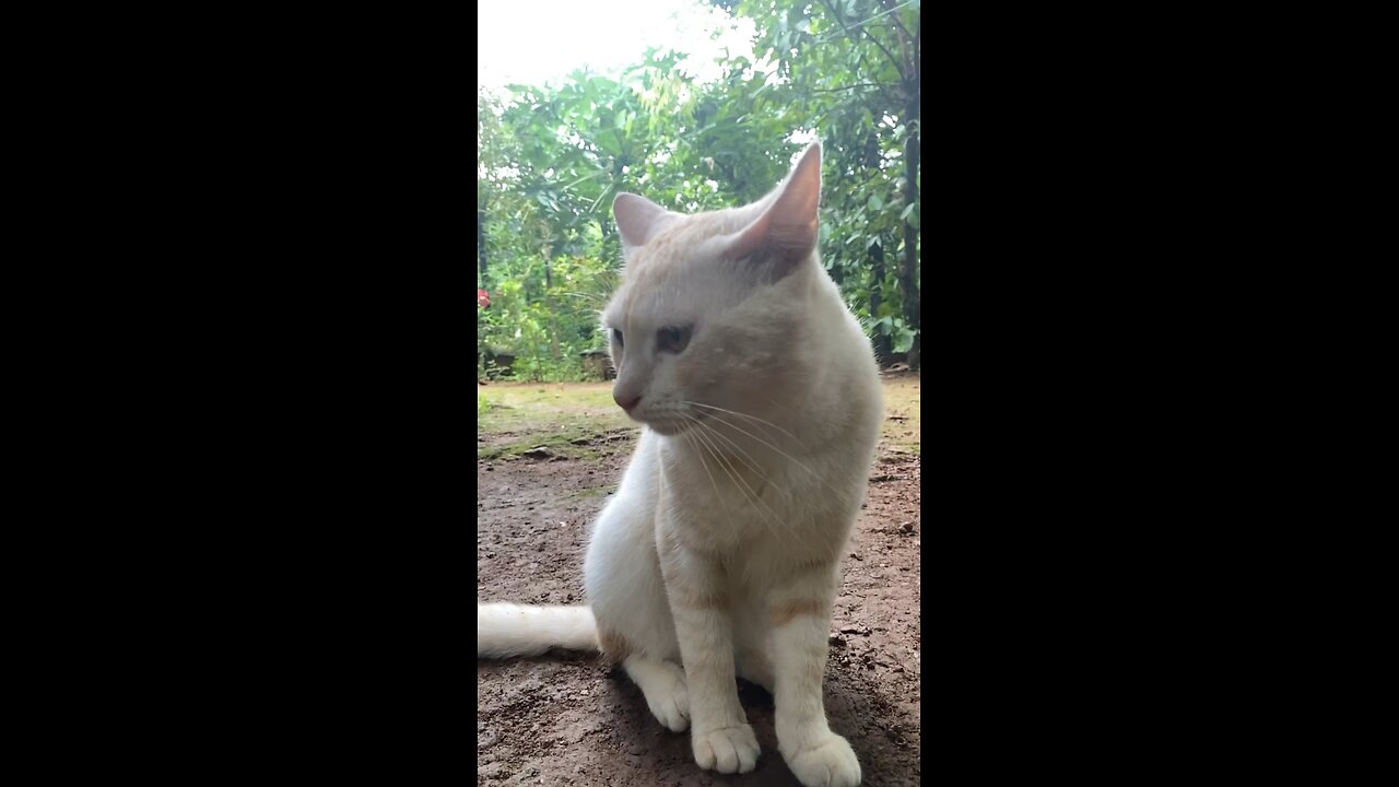 roky cat