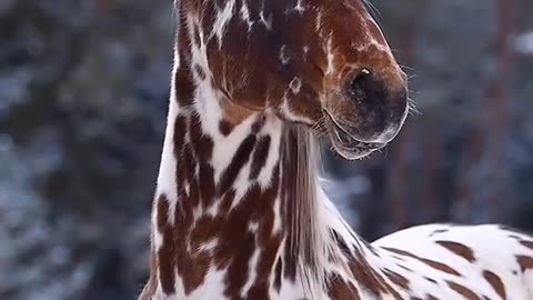 Nature and Horse