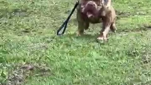 Very cute animal videos