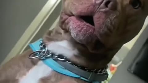 😂 😂 😂 #funny #animal #humor #cats #dogs #pets #rumble #viral #trending 054