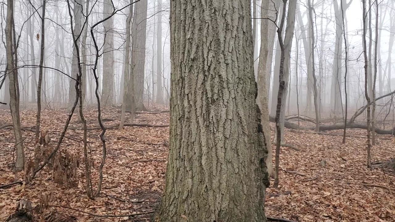 Foggy Morning in Southeast Michigan Forest