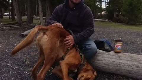 Dog Demands Upside Down Butt Scratches