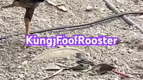 Kung Fu Rooster,