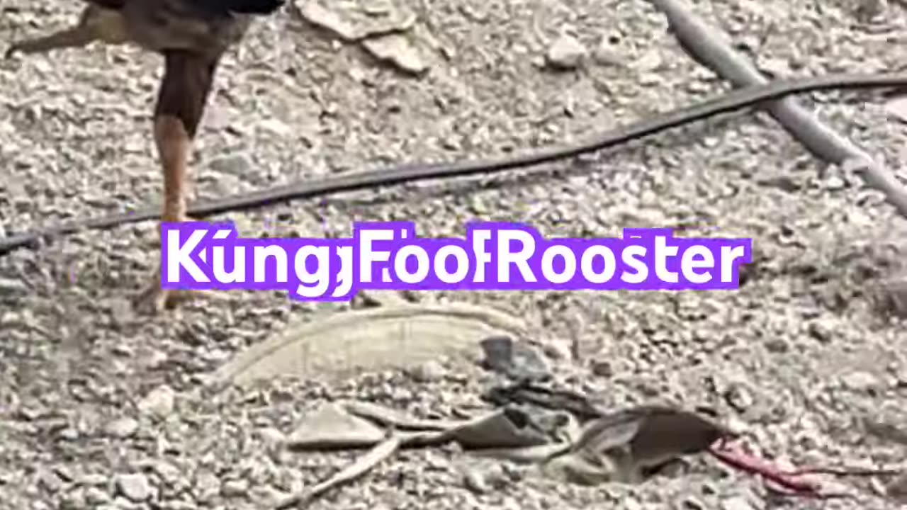 Kung Fu Rooster,