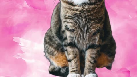 La lotería más felina: ¡Conoce a La Diva! #gatos #loteria