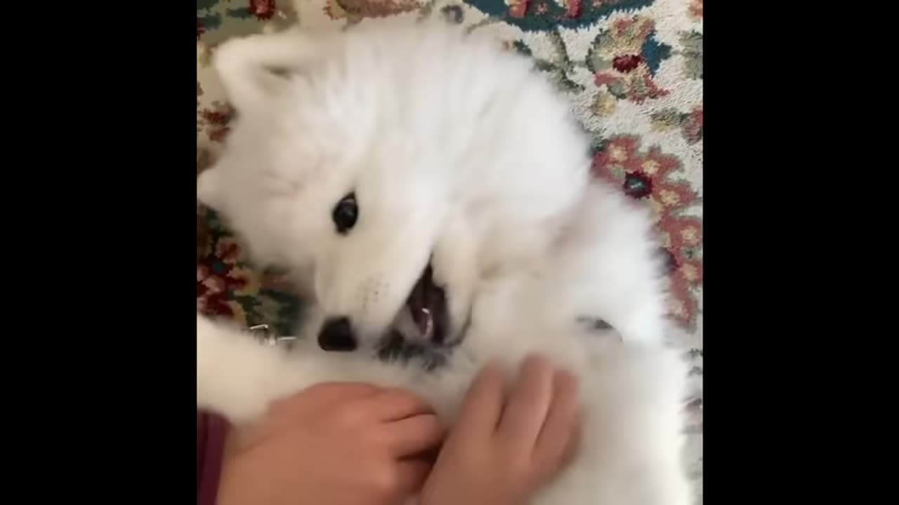 The Best Funny Animals Videos of All Time - Ultra Funny Cats and Dogs pt.2