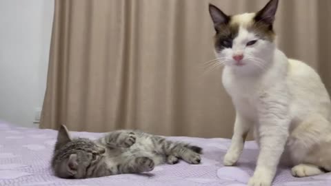 Cute Baby Kitten Meets Funny Cat