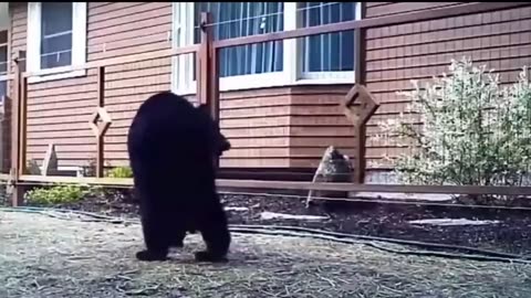 funny animals