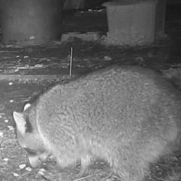 EA S135 - Rain? What Rain?