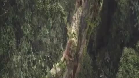 Funny comedy action love