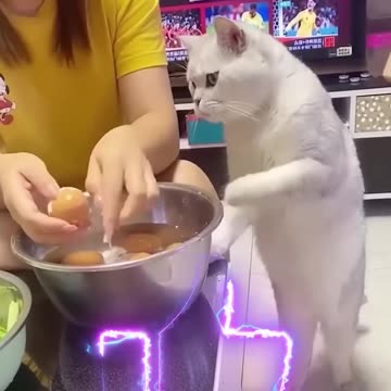 😂Funniest Cats and Dogs! 😍Best Animal Videos! 🤣#shorts #viral #comedy #cat #dog 🤩