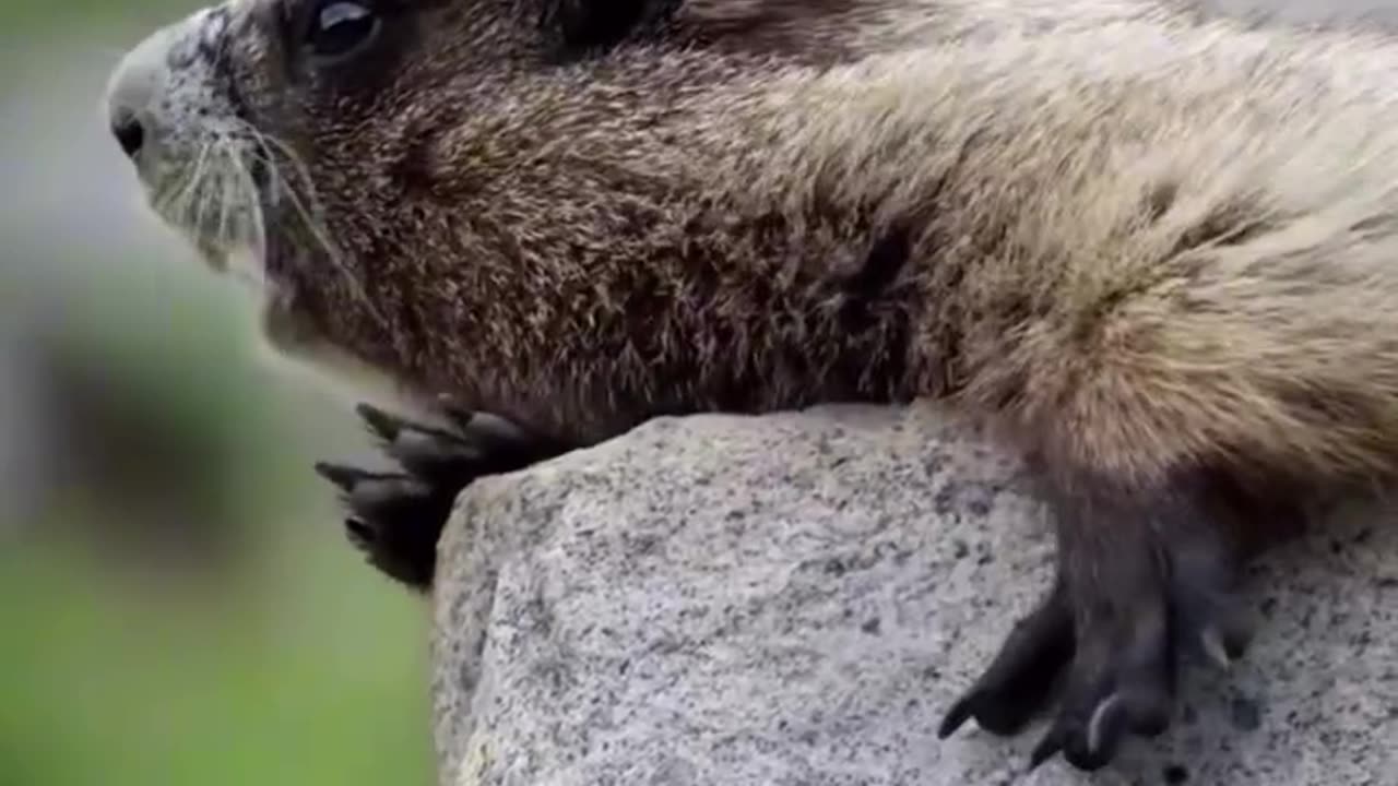 Wierd Animal Noises