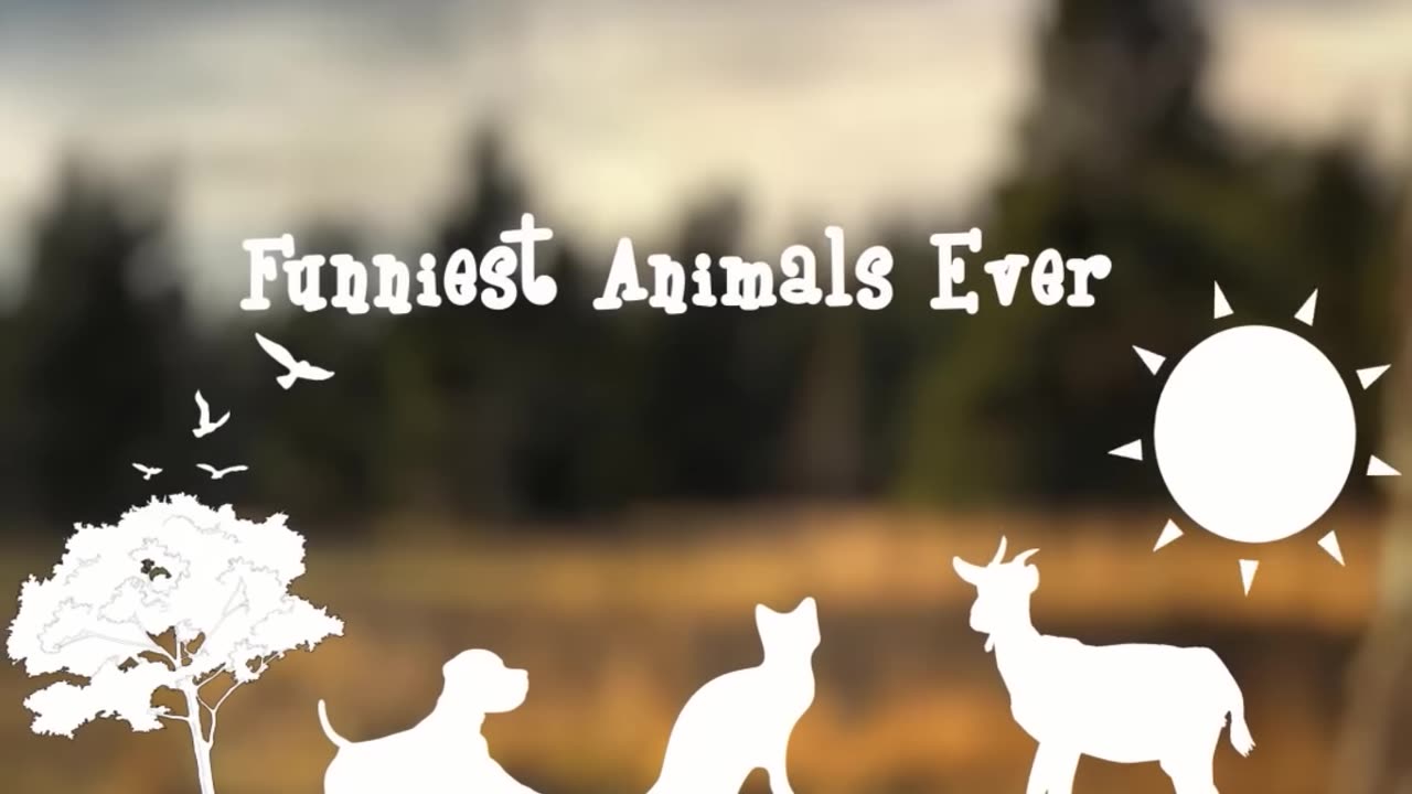 Funniest animal videos