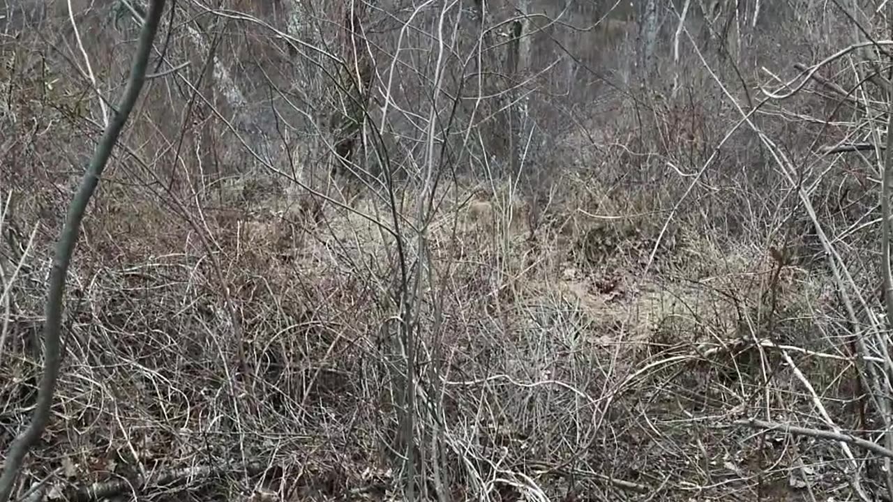 Walking along creek through wetland