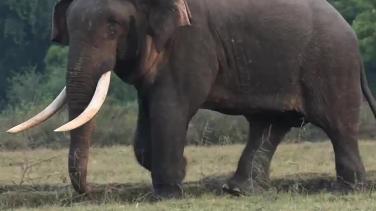 🙀A majestic tusked elephant strolls through a rice field