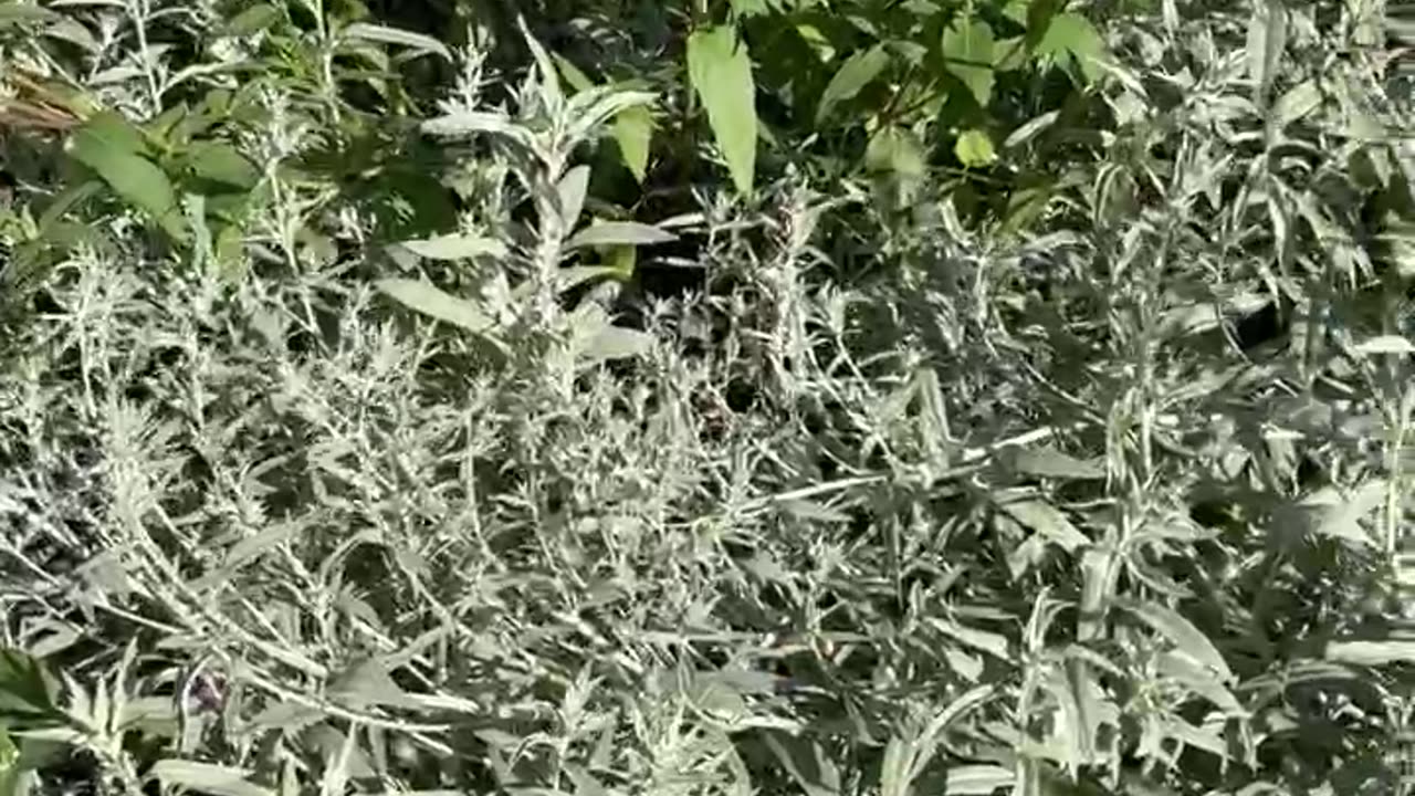 Hobomok Skippers in Saskatchewan