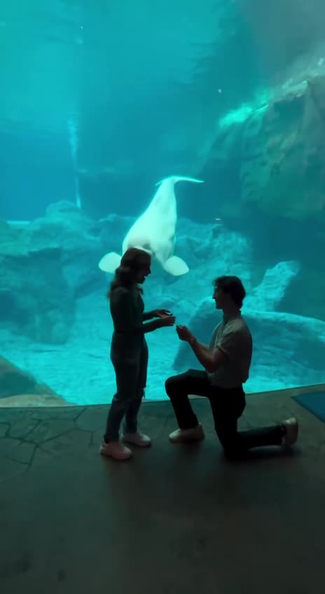 Beluga whale photobombs the special event
