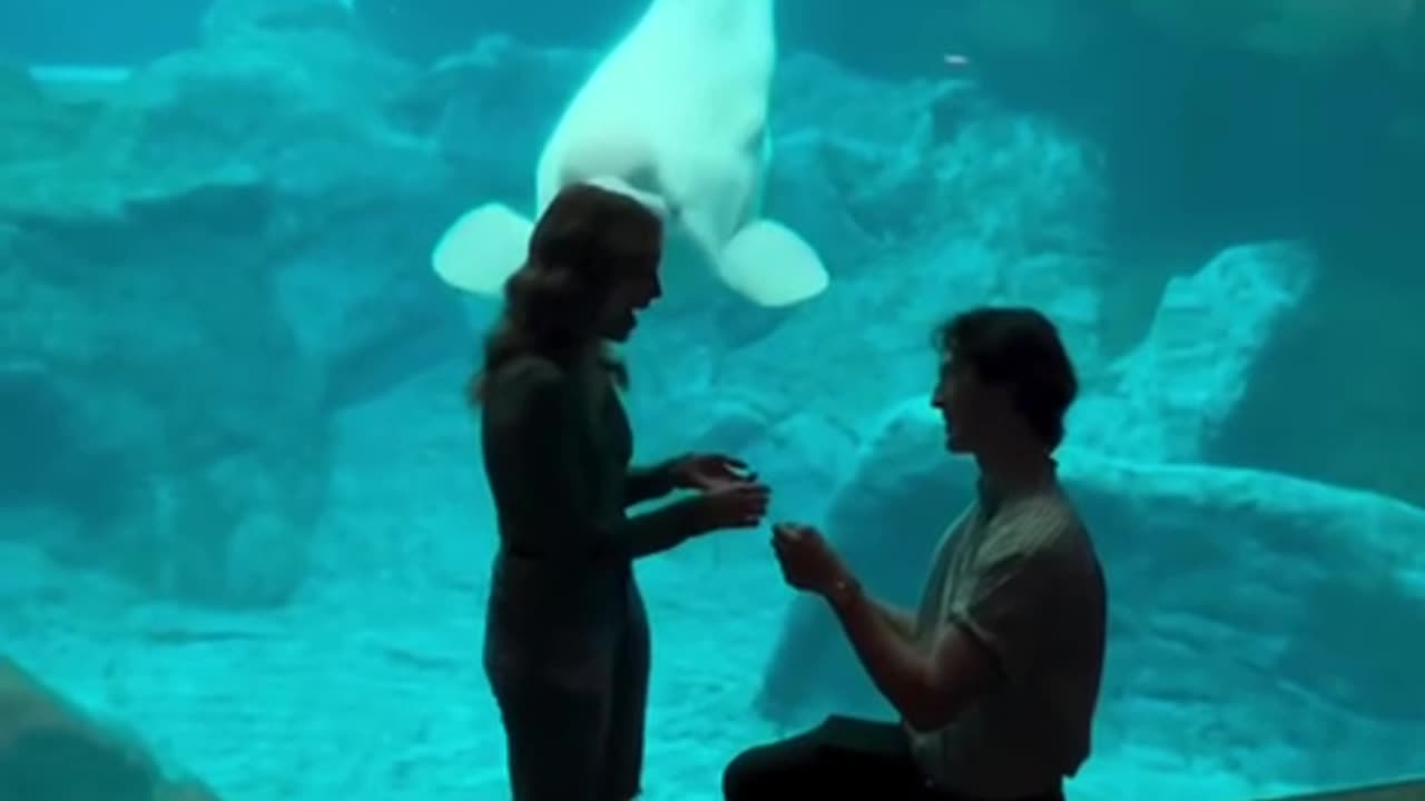 Beluga whale photobombs the special event