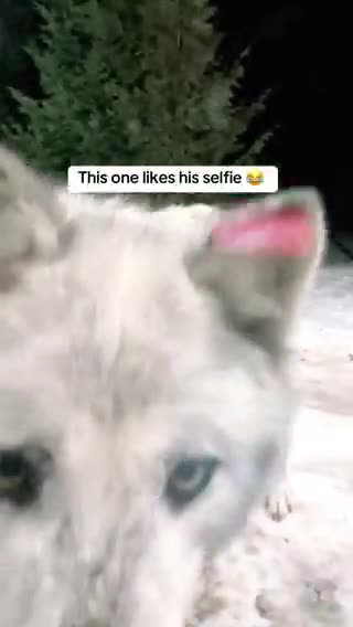 Pack of wolves outside a man's cabin one night