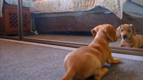 "Puppy vs. Mirror: The Cutest Standoff! 🐶✨"