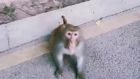 Funny animals