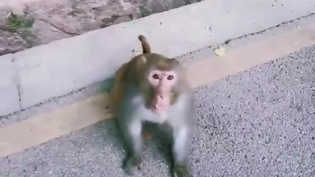 Funny animals