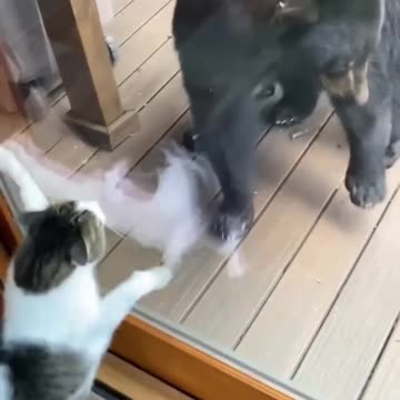 Funny Cat Video