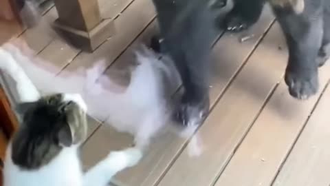 Funny Cat Video