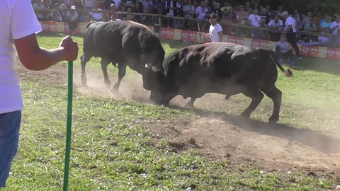 Dingo og Alibašića vs Rundo od Tukića korida Bištrani 2024
