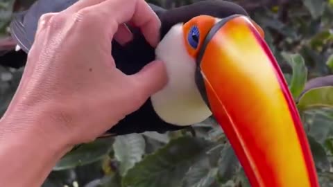 A dog trapped in a toucan's body