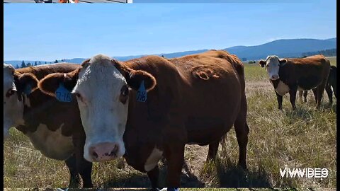 the Halls family ranch