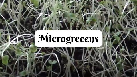 Growing Microgreens Without Electricity- in Winter!