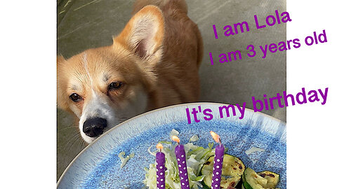 I'm a corgi Lola. It’s my birthday. I am 3 years old.