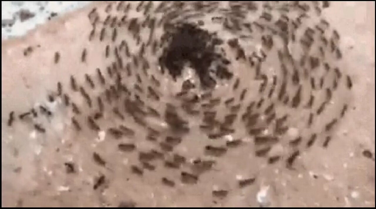 Ant Mill