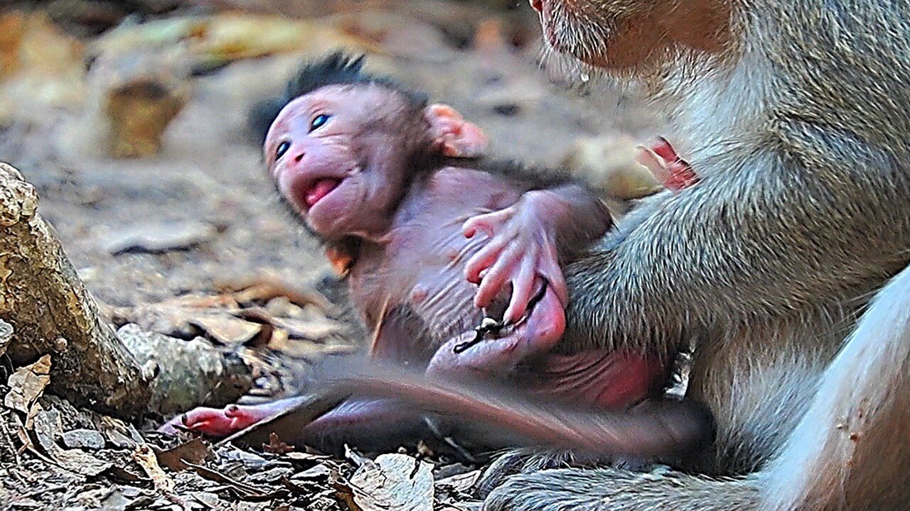 So Adorable Newborn Baby monkey Today of Mom Princess