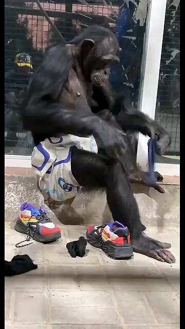 #Puppies #CuteAnimals #Videodianimali #Doglove #dogsoftiktok #Animalidivertenti