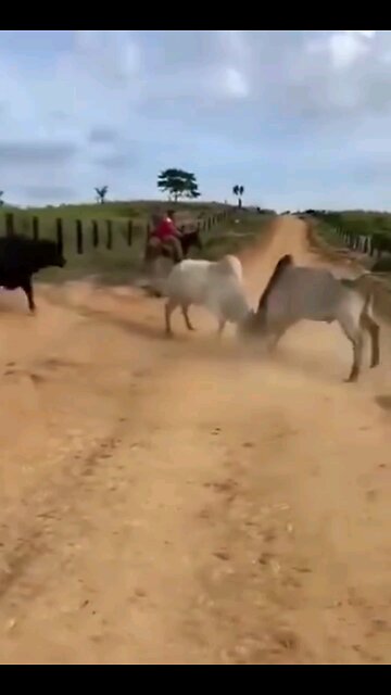 wild life Spanish Bull fight