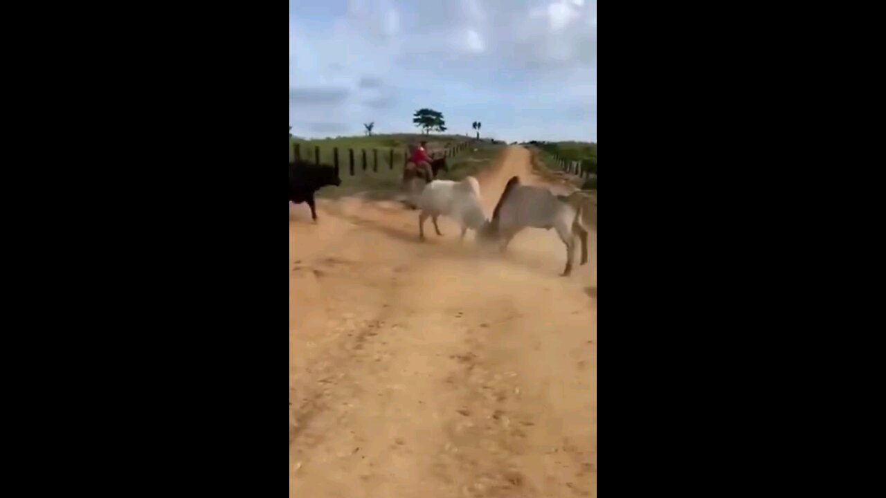 wild life Spanish Bull fight