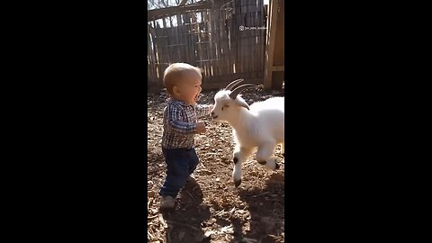 Baby vs Baby Goat