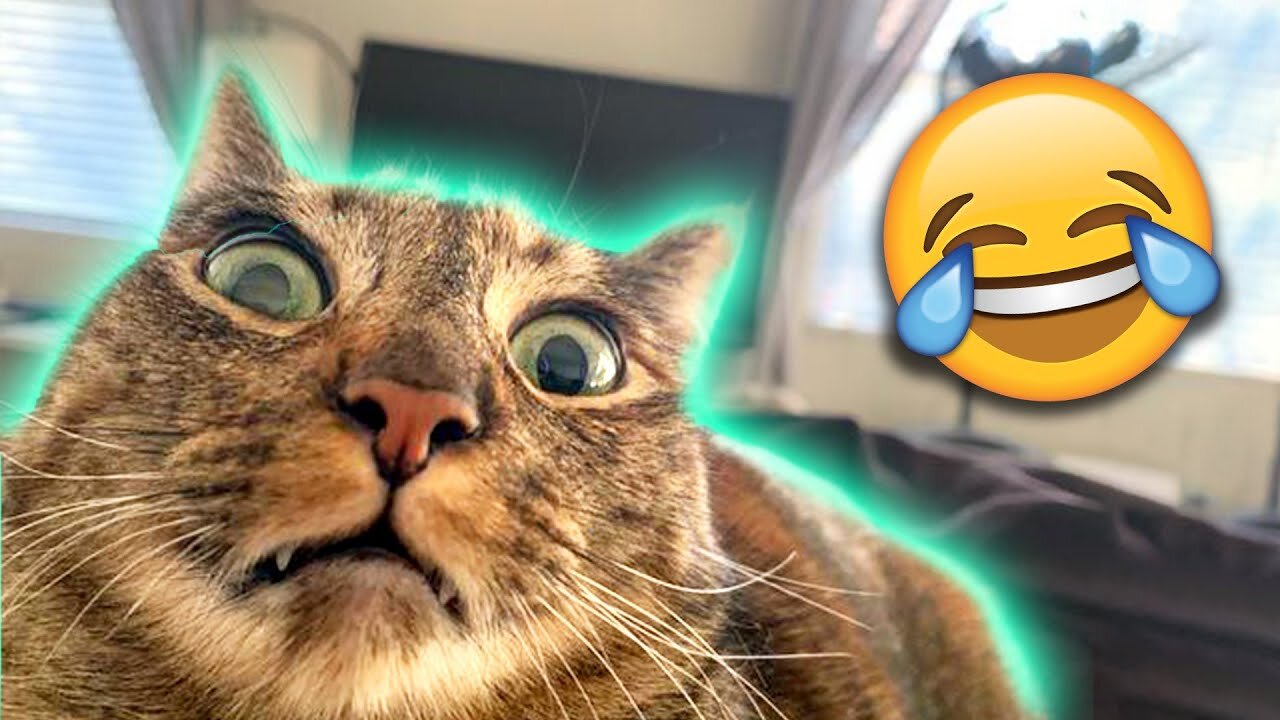 Funniest animals 2025 🐱In tiktok 😂 Funny and Fails Pets Video #35