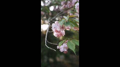 Cherry blossom 🌸- waiting for you ❤️❤️❤️