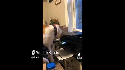 Ms.Kitty Never saw this coming! 🐈 #funny #viral #shortvideos #tiktok #pets #cats