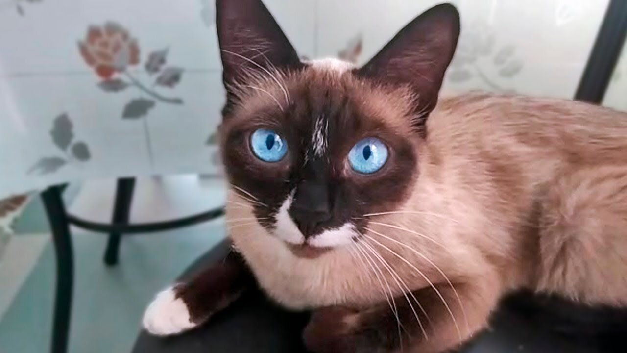 Beautiful Siamese cat refuses to be petted