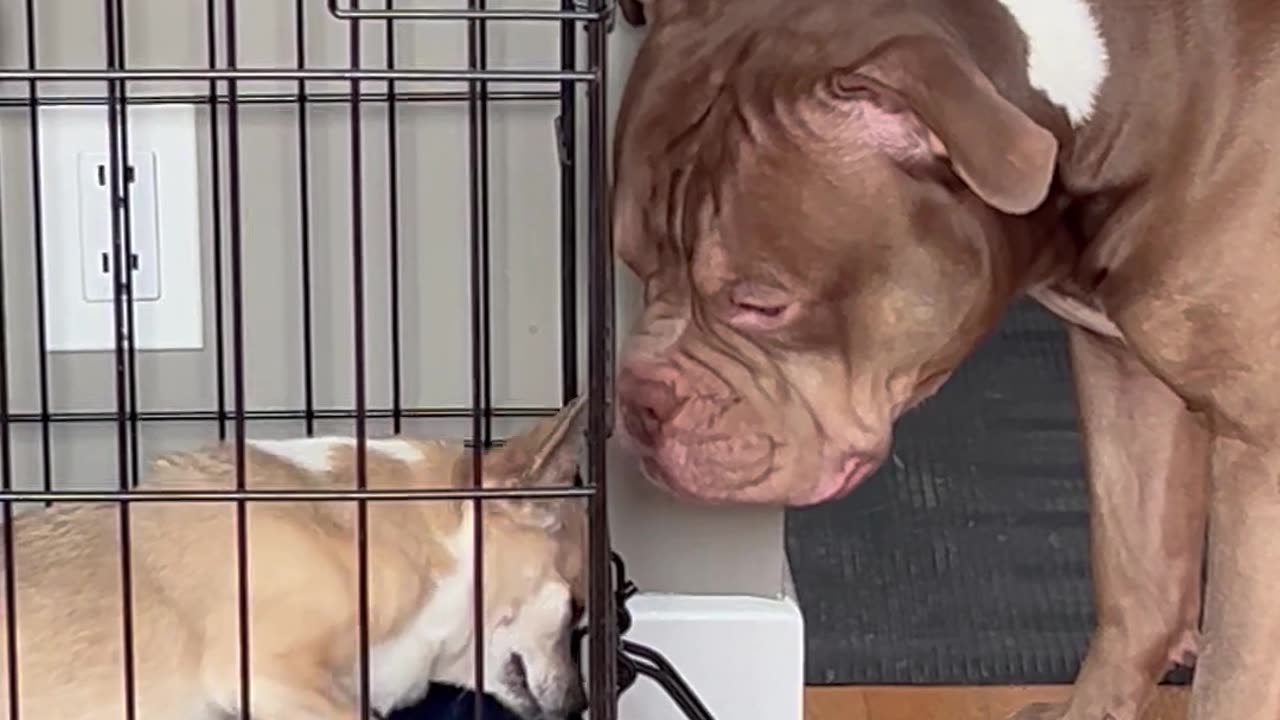 American Bully Opens Cage for his Dog Friend